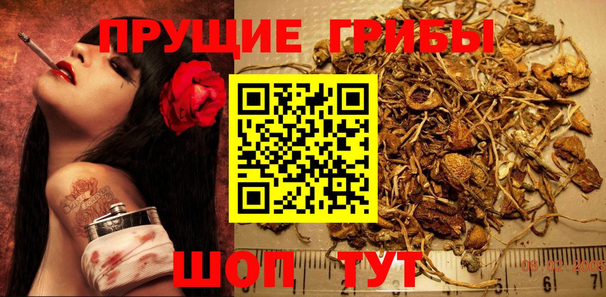 цена наркотик  Вход с VPN  Тара  Галлюциногенные грибы Magic Shrooms  Галлюциногенные грибы мицелий 